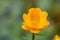 Trollius - Yellow Flower