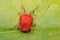 Trombidiidae Velvet Mite