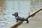 Tromso is city and municipality in Troms county, Norway. Bronze statue of dog, which is waiting for its master seaman