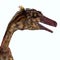 Troodon Dinosaur Head