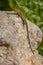 Troodos lizard Cyprus endemic