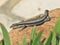 Troodos Lizard, Phoenicolacerta troodica, Cyprus
