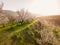 Troodos mountain region almond tree terrace garden in blossom at sunset