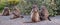 Troop of Baboon mothers in Cape Point National Park in Cape Town South Africa