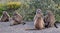 Troop of Baboon mothers in Cape Point National Park in South Africa