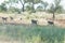 A troop of baboons walking in the afternoon sun in Kruger park.