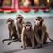 A troop of capuchin monkeys wearing festive masks and enjoying a New Years Eve parade4