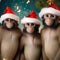 A troop of capuchin monkeys wearing festive masks and enjoying a New Years Eve parade5