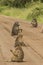 A troop of Chacma Baboons sitting in the dirt road in Kruger National Park.