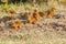 Troop Of Dwarf Mongooses