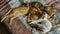 A troop of five oriental breed cats, resting on a bed after a fun night