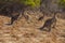 A troop of four kangaroos