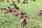 A troop of Gelada baboons feeding