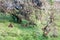 A troop of Gelada baboons under trees