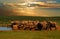 Troop, herd of elephant, Loxodonta africana, drinking at the water hole in late afternoon in Addo Elephant National Park