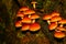 A troop of Hypoloma fasciculare fungi mushrooms growing from rotten wood