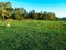 Troop of kangaroos resting and feeding in the afternoon