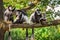 A troop of Mantled guereza monkeys plays with two newborns