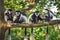 A troop of Mantled guereza monkeys with two newborns