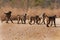 Troop of monkeys cross a dirt road in the African bushveld