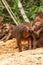 A troop of Stump-tailed Macaque grooming on a ground of evergreen forest