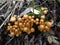 A troop of sulphu caps toadstools