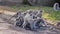 Troop of vervet monkeys