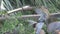 Troop of Vervet Monkeys foraging on the ground