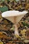 Trooping Funnel Fungus