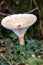 Trooping Funnel long stemmed mushroom