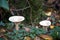 Trooping Funnel long stemmed mushroom