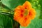 Tropaeolum, commonly known as nasturtiums literally