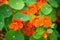 Tropaeolum, commonly known as nasturtiums literally