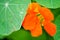 Tropaeolum, commonly known as nasturtiums literally