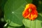 Tropaeolum, commonly known as nasturtiums literally