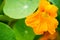 Tropaeolum, commonly known as nasturtiums literally