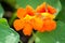 Tropaeolum, commonly known as nasturtiums literally