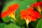 Tropaeolum, commonly known as nasturtiums literally