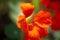 Tropaeolum, commonly known as nasturtiums literally