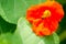 Tropaeolum, commonly known as nasturtiums literally