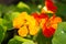 Tropaeolum, commonly known as nasturtiums literally