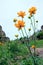 Tropaeolum flowers