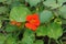 Tropaeolum in gardening. Flowering plant. Garden nasturtium is blooming