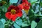 Tropaeolum majus garden nasturtium, Indian cress, monks cress blooming red bright flowers close up detail