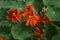 Tropaeolum majus, nasturtium - garden orange flowers,