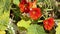 Tropaeolum majus - Nasturtium, Indian Cress - wild flowers in nature