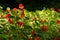 Tropaeolum - nasturtium