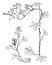 Tropaeolum Peregrinum vintage illustration