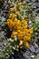 Tropaeolum polyphyllum flower