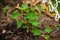 Tropaeolum tuberosum mashua plant